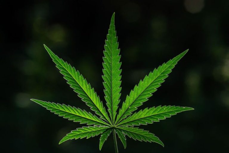 10 Biggest Cannabis Stocks in the US and Canada in 2026